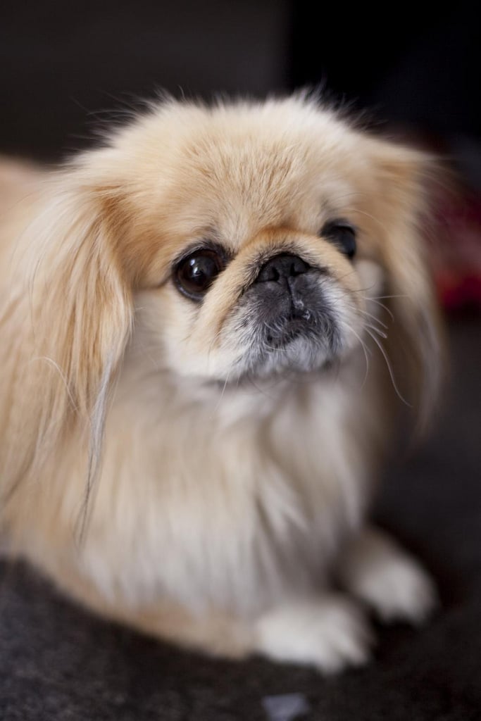 I swear, I'm not turning up my nose at you!
Source: Flickr user yummyporky