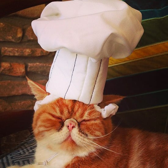 Meet Colonel Handsome Mustard the Cat