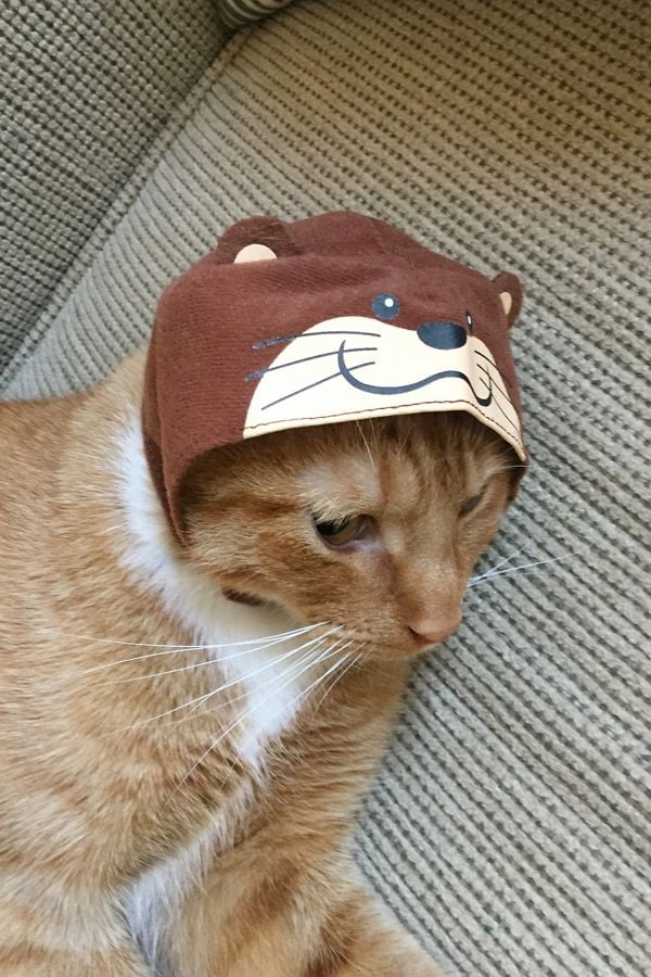 Cat Cap