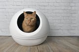 21 Self-Cleaning Cat Litter Boxes, From Semi-Automatic to Touch-Free