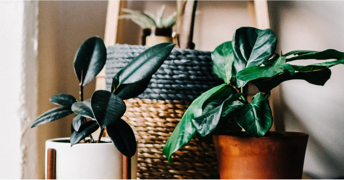 Best Houseplants For Air Quality POPSUGAR Home