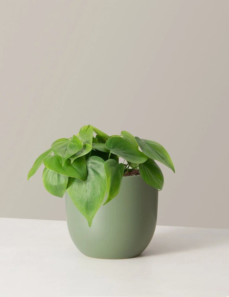 Going Green: The Sill Philodendron Green