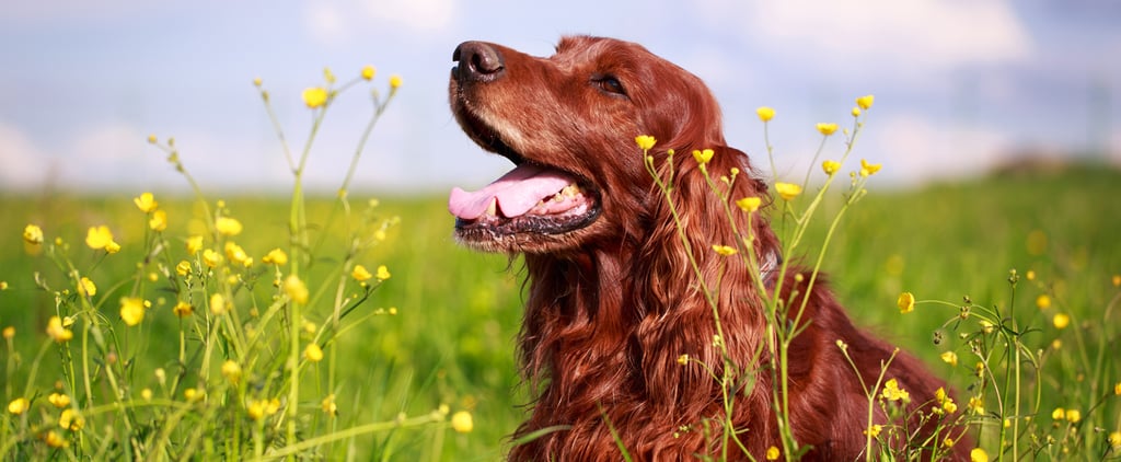 Facts About Irish Setters