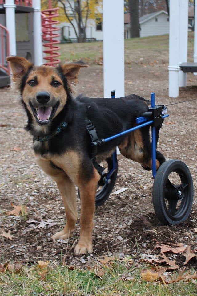 Leo got his paws on a doggie wheelchair and proved the doctors wrong by walking again! 
If you're interested in donating, there is a new funding page to help Jamie cover the rest of Leo's costs.