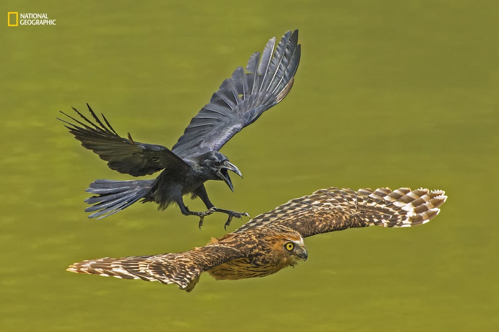 Animal Portraits, Honorable Mention — Crow chasing Puffy Owl
