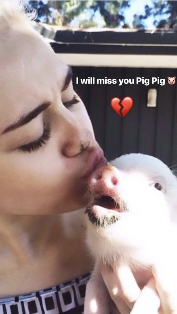 Miley Cyrus's Pet Pig Bubba Sue Dies 2019