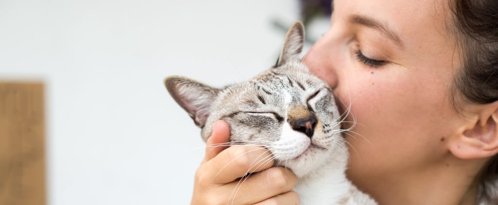 Cat Advice From Vets
