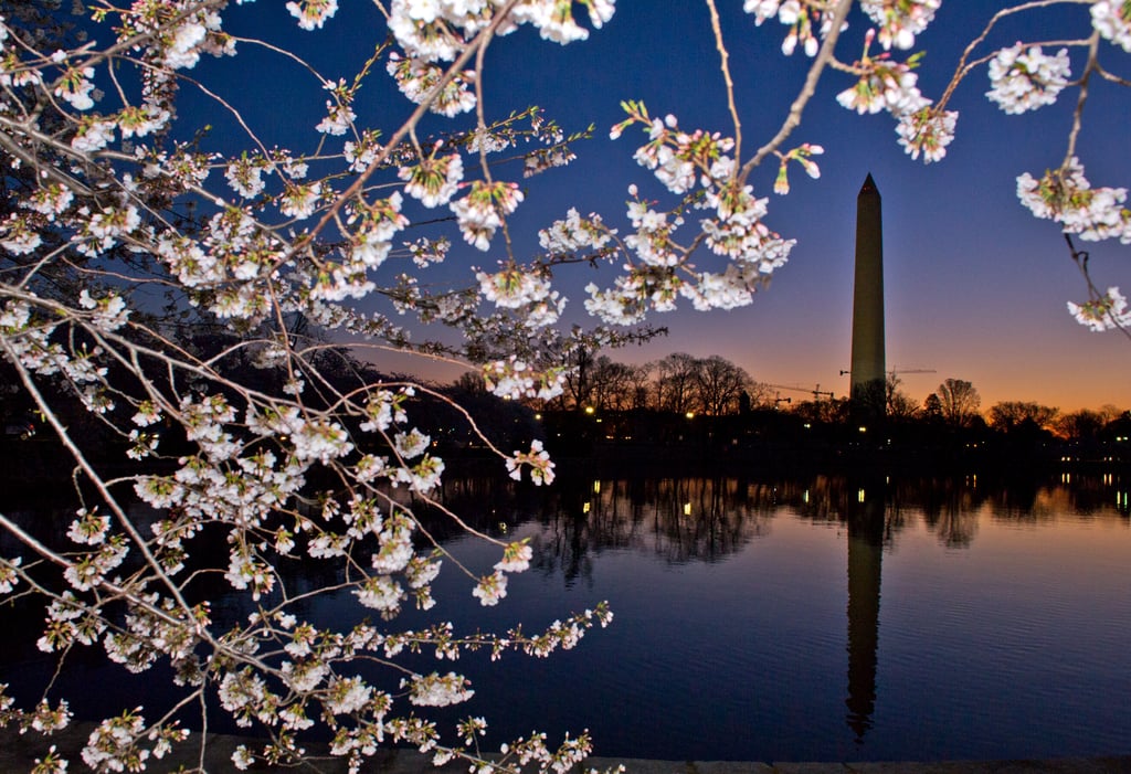 Washington DC Cherry Blossoms