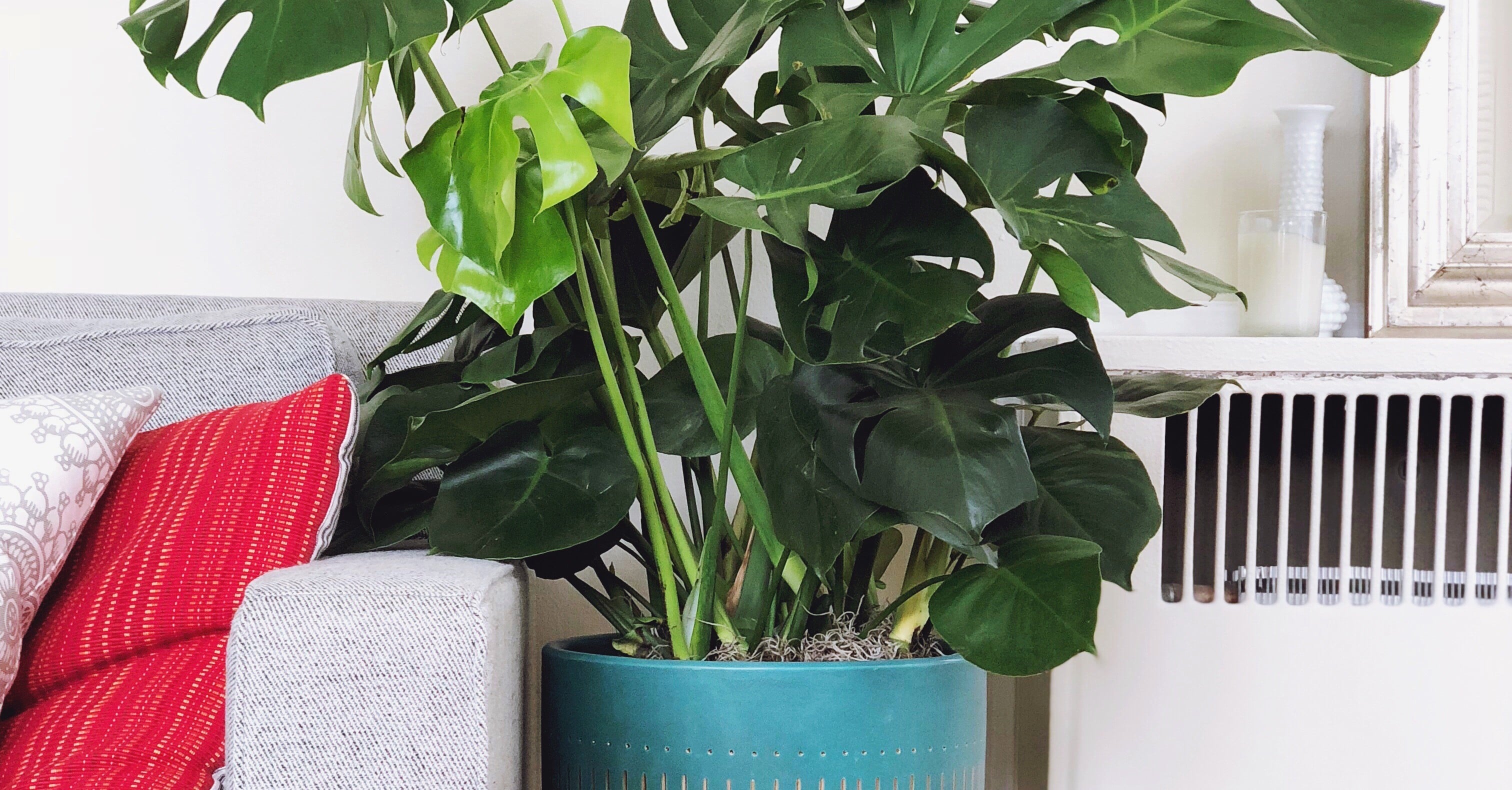 Monstera Plant Decorating Ideas | PS Home