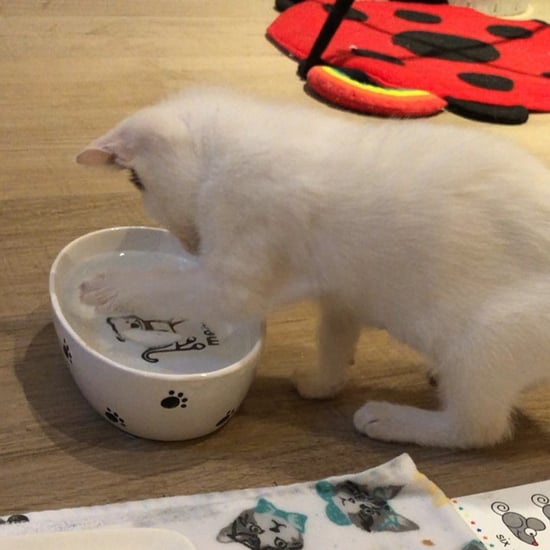 Video of Kitten Playing With Ice Cubes in Her Water Bowl