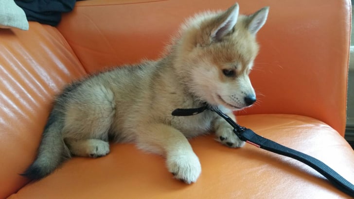 A fox | Dogs That Look Like Other Animals | POPSUGAR Pets Photo 5