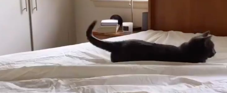 Cat Makes It Impossible For Owner to Make Bed | Video