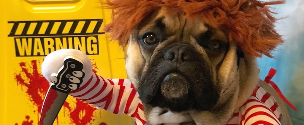 This French Bulldog Wins Halloween With His Chucky Costume