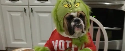 Video of Dog Dressed as the Grinch Eating Ice Cream