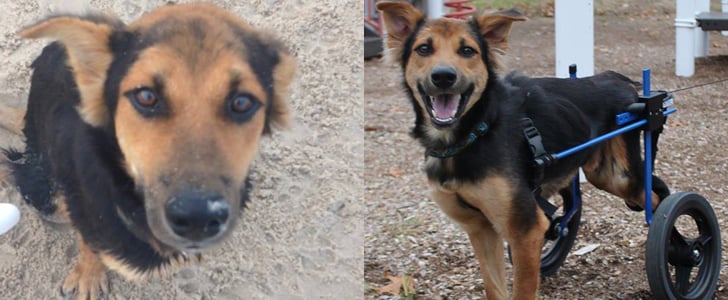 Dog Rescued in Thailand