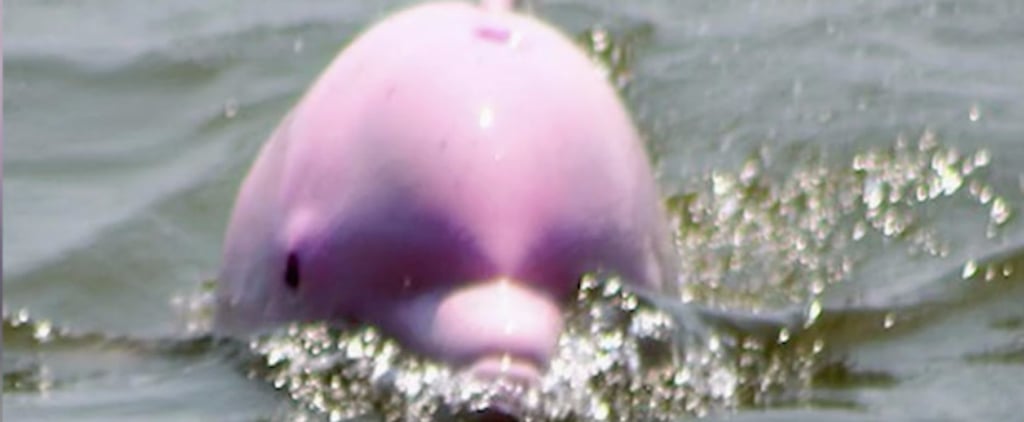 Pink Dolphin Sighting in Louisiana