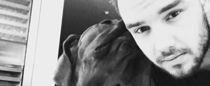 Liam Payne's Dog Watson