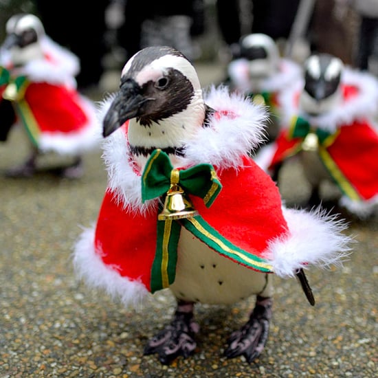 Santa Penguins in Japan