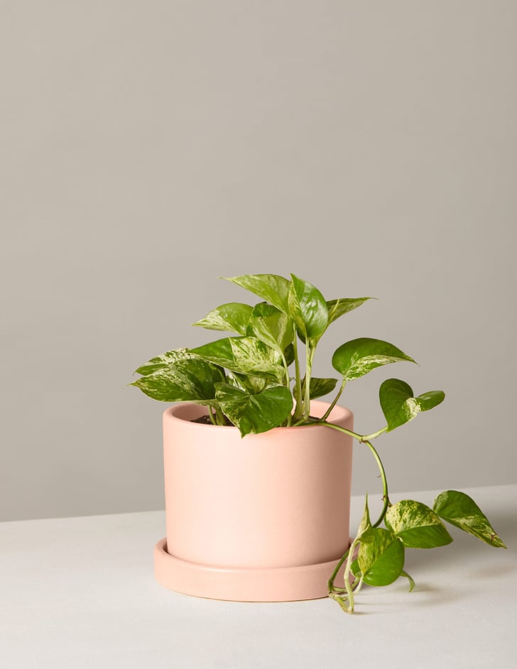 Marble Pothos Plant Best Indoor Plants For Dorms POPSUGAR Home Photo 15