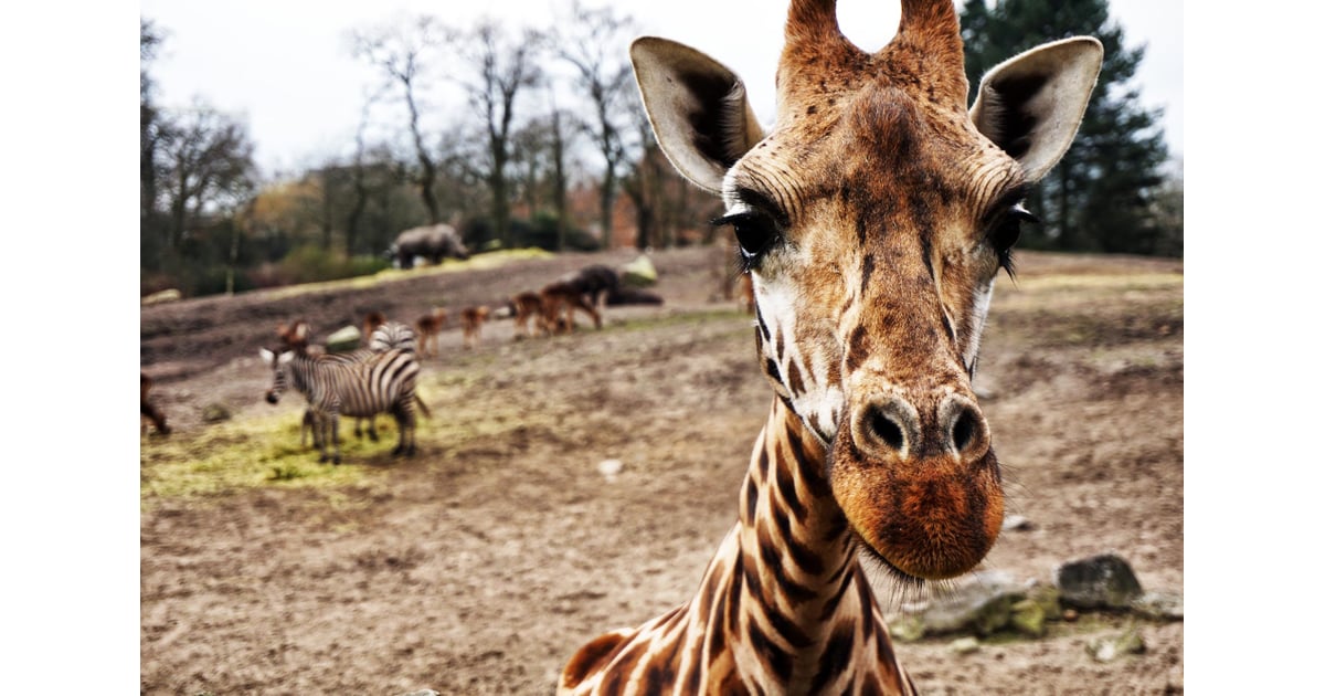 Giraffes have the same number of neck bones as humans. Facts That