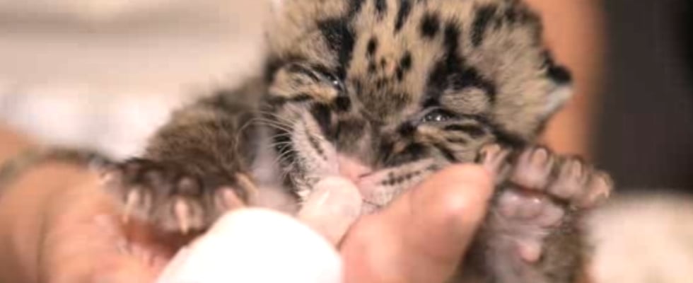 Endangered Clouded Leopard Cub Video