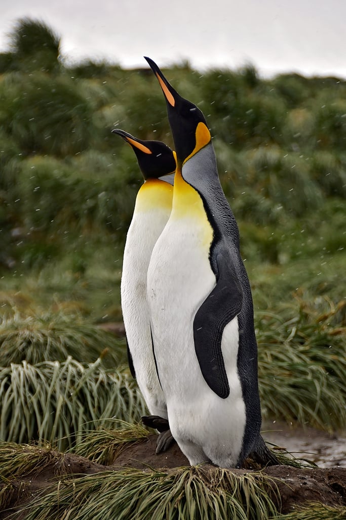 Antarctica King Penguins