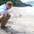 Prince Harry Looks Like a Giddy Little Kid as He Releases Baby Turtles Into the Sea