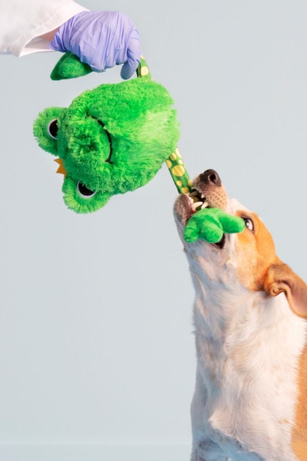 Bark Frank the Frog Dog Toy