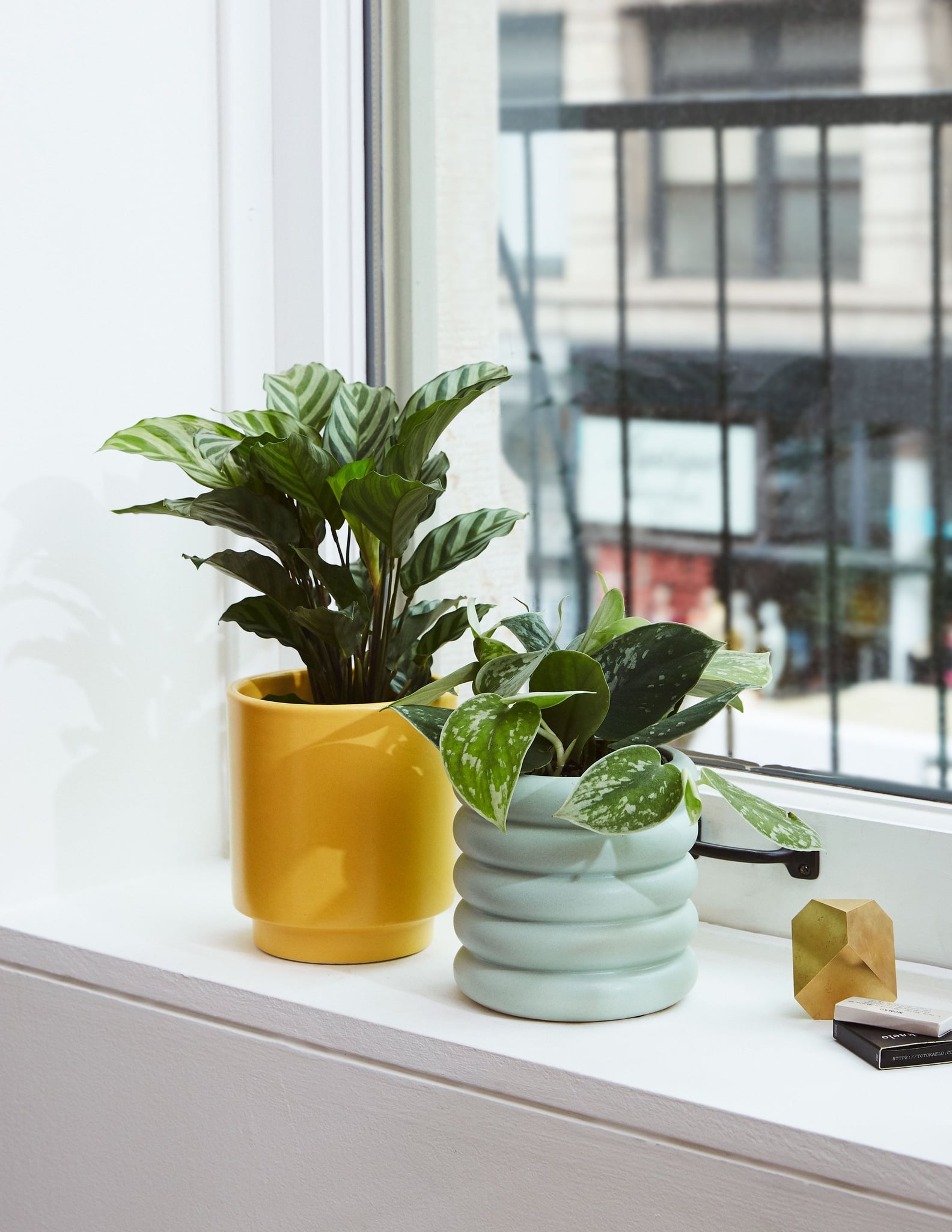 Best Indoor Plants For Dorms POPSUGAR Home