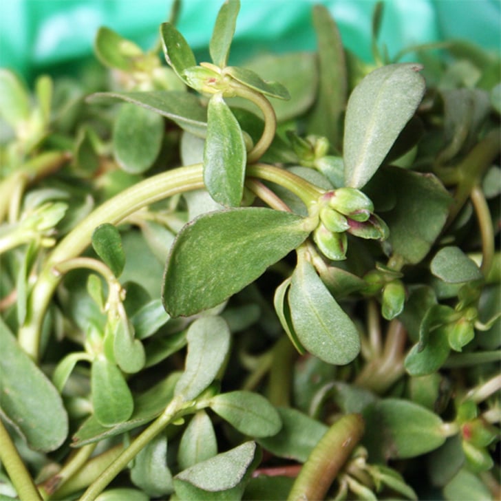 Purslane