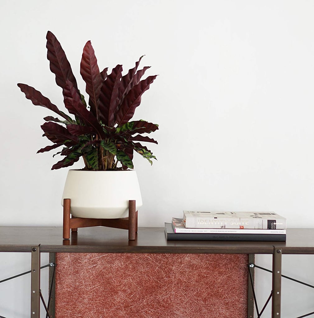 Case Study Table Top Diamond With Walnut Wood Stand