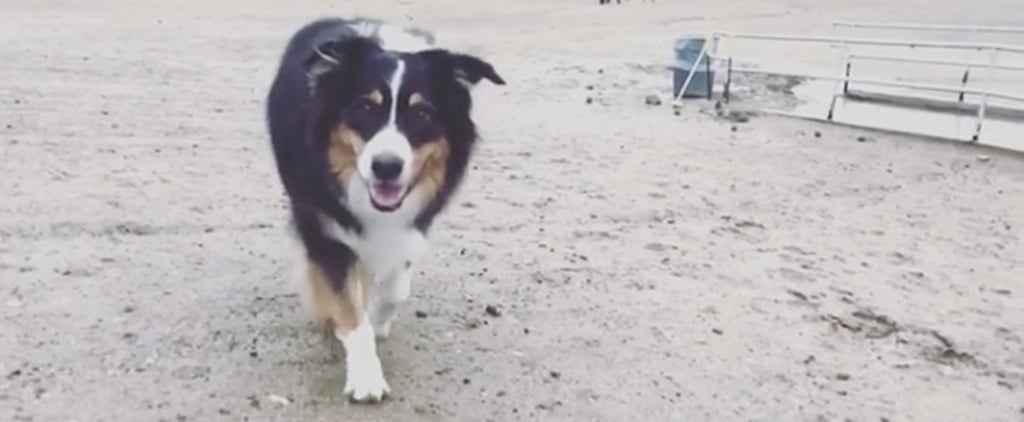 Hilary Duff's Dog Dubois Dies