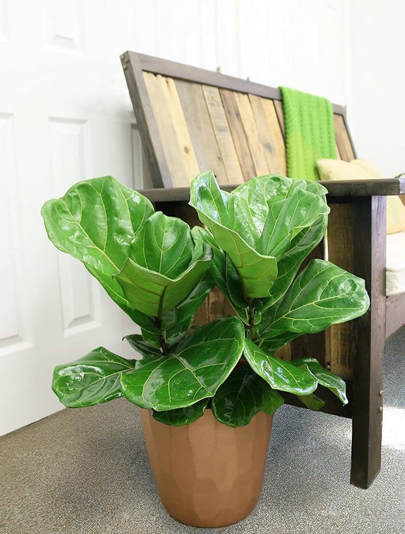 An Indoor Tree: Costa Farms Ficus Lyrata Fiddle Leaf Fig Tree