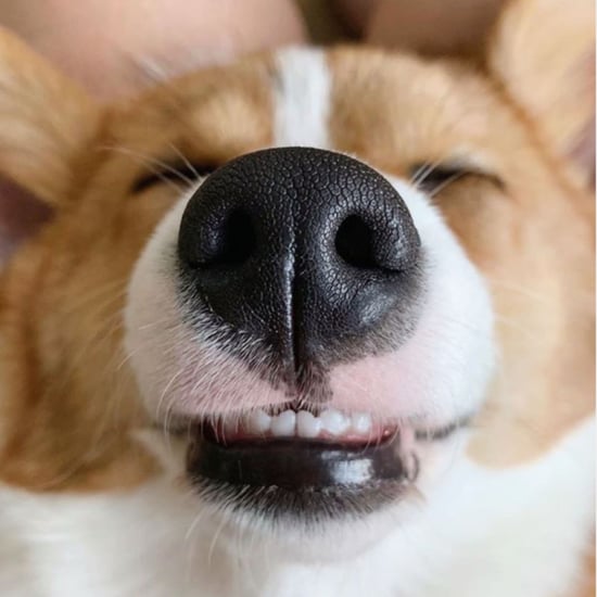 This Instagram Account Shares Photos of Dog Noses