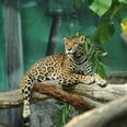 3-Year-Old in Critical Condition After Falling Into Zoo's Jaguar Exhibit