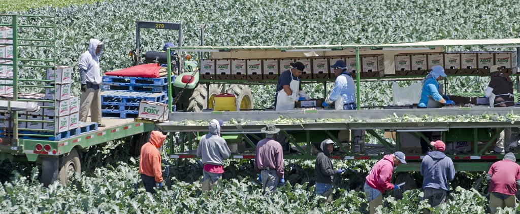 Thanksgiving: Farmworkers Are the Holiday's Unsung Heroes