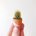 Micro Succulents Are a Thing, and WOW, Are They Cute