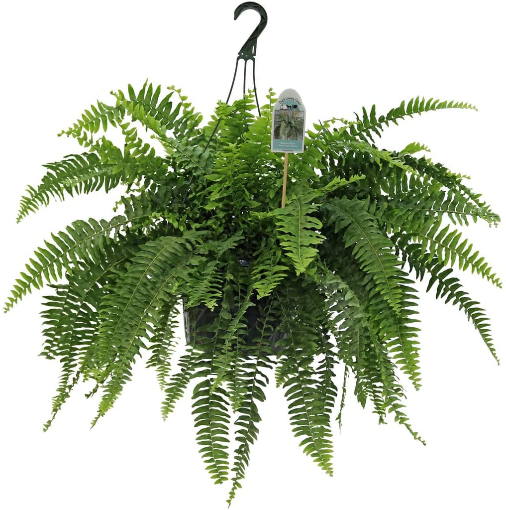 Boston Fern Plant