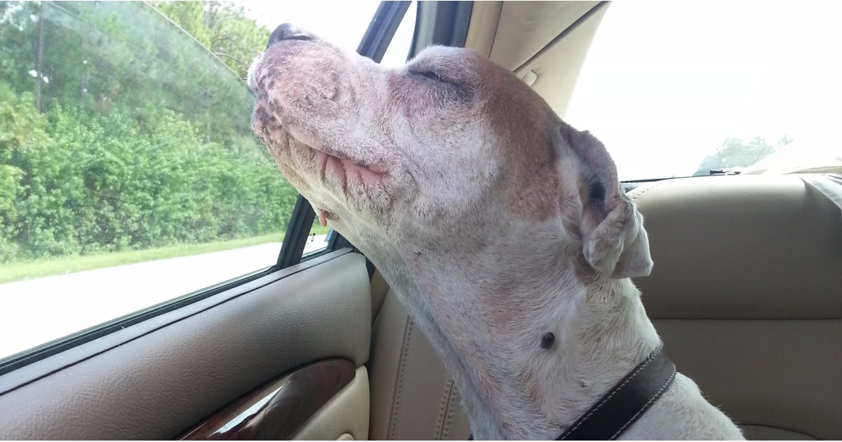 Viral Photo of Dog's Last Car Ride POPSUGAR Pets