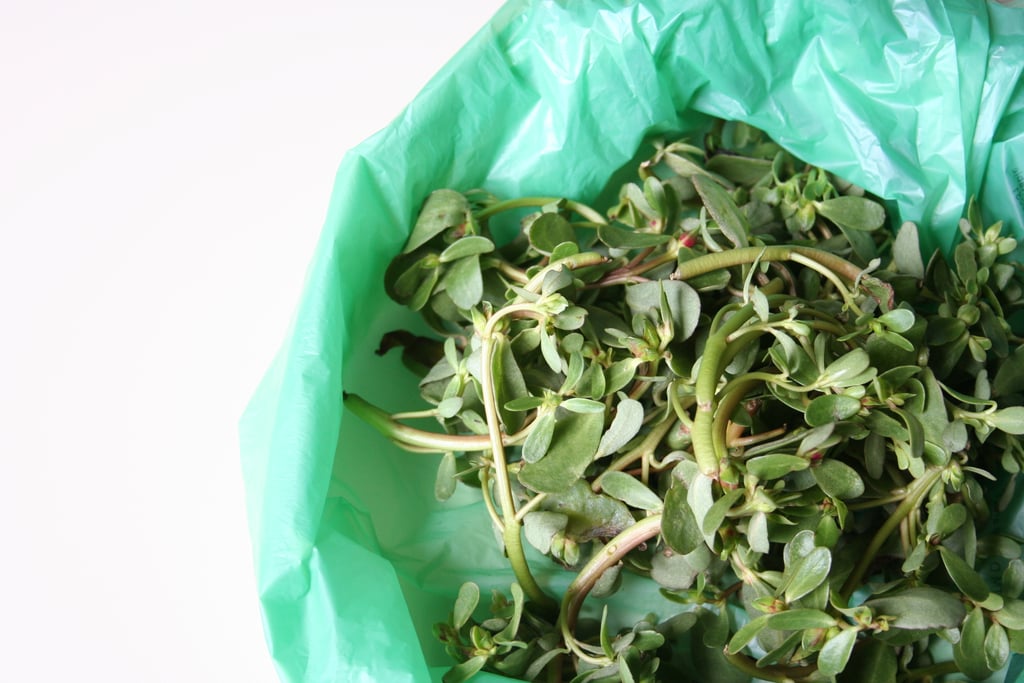 Purslane Is a Weed! | Gardening Tips For Beginners ...