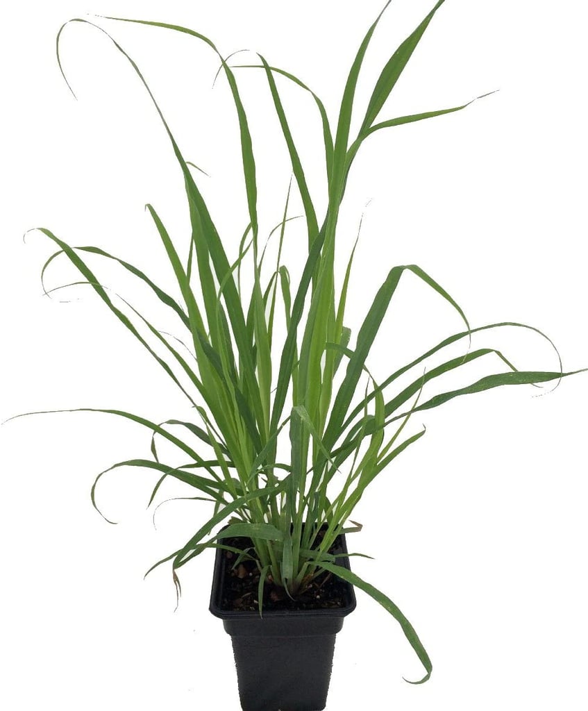 Lemongrass Plant