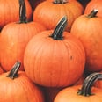 Everything You Need to Know About Starting Your Own Pumpkin Patch
