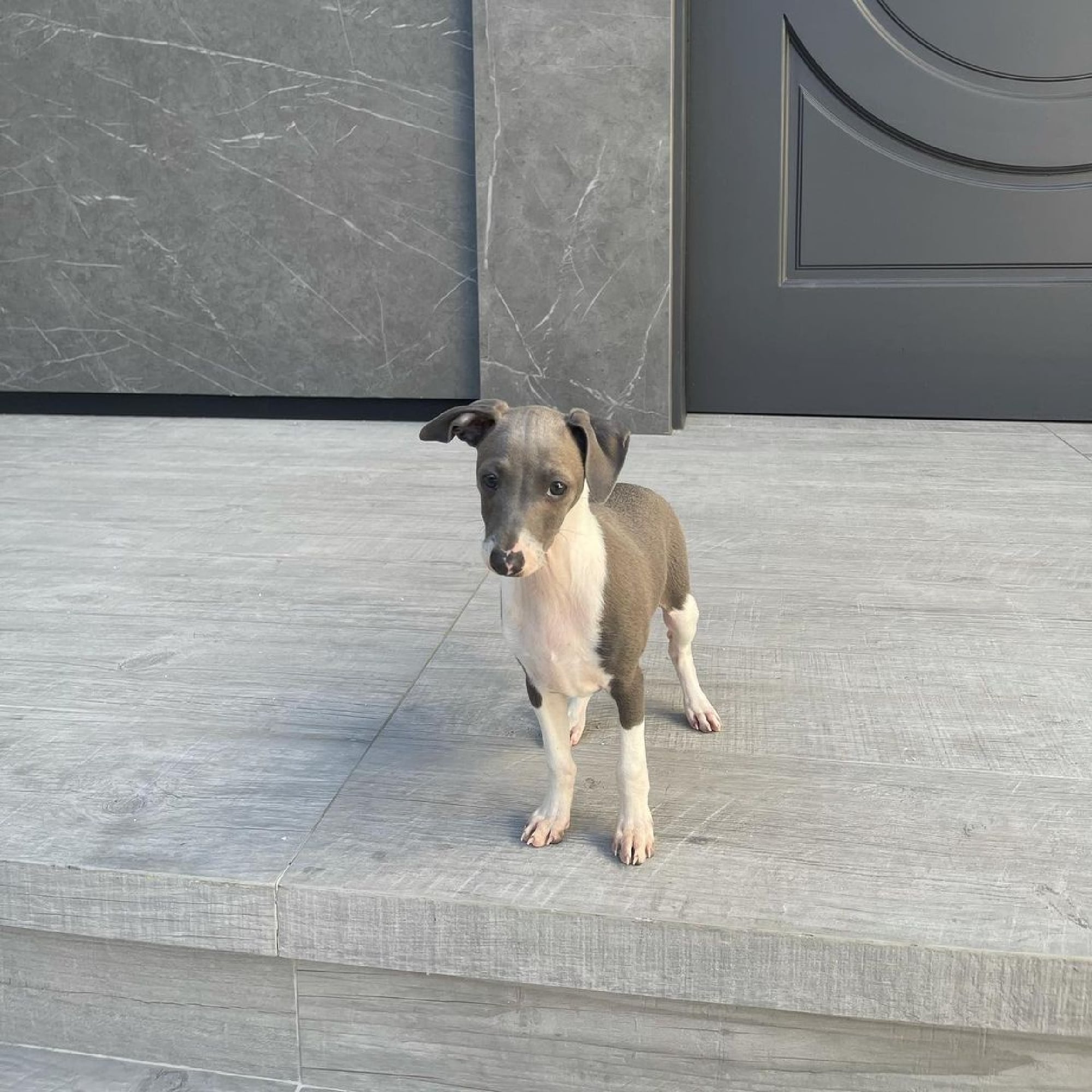 Kylie Jenner Adopted A New Dog Named Kevin Popsugar Pets