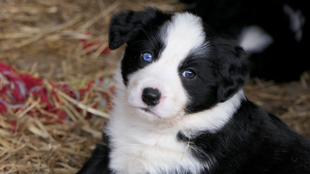 Cute Pictures of Border Collies