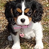 cavalier king charles spaniel health issues