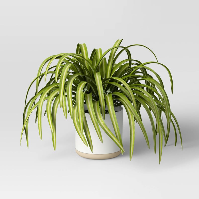 A Vibrant Plant: Threshold Small Spider Ceramic Pot
