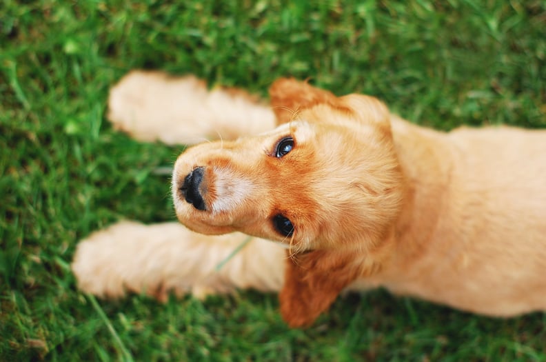 Keep Long-Haired Dogs Groomed