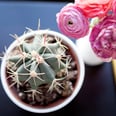16 Beauty Products That Use the Prickly Power of Cactus