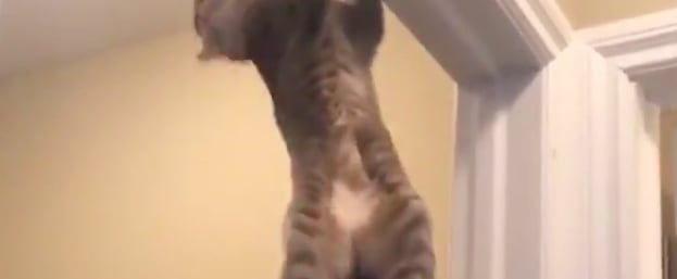 Cat Doing Pull-Ups