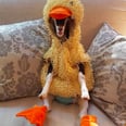 This Goat Comforted by a Duck Costume Is Almost Too Cute to Be Real